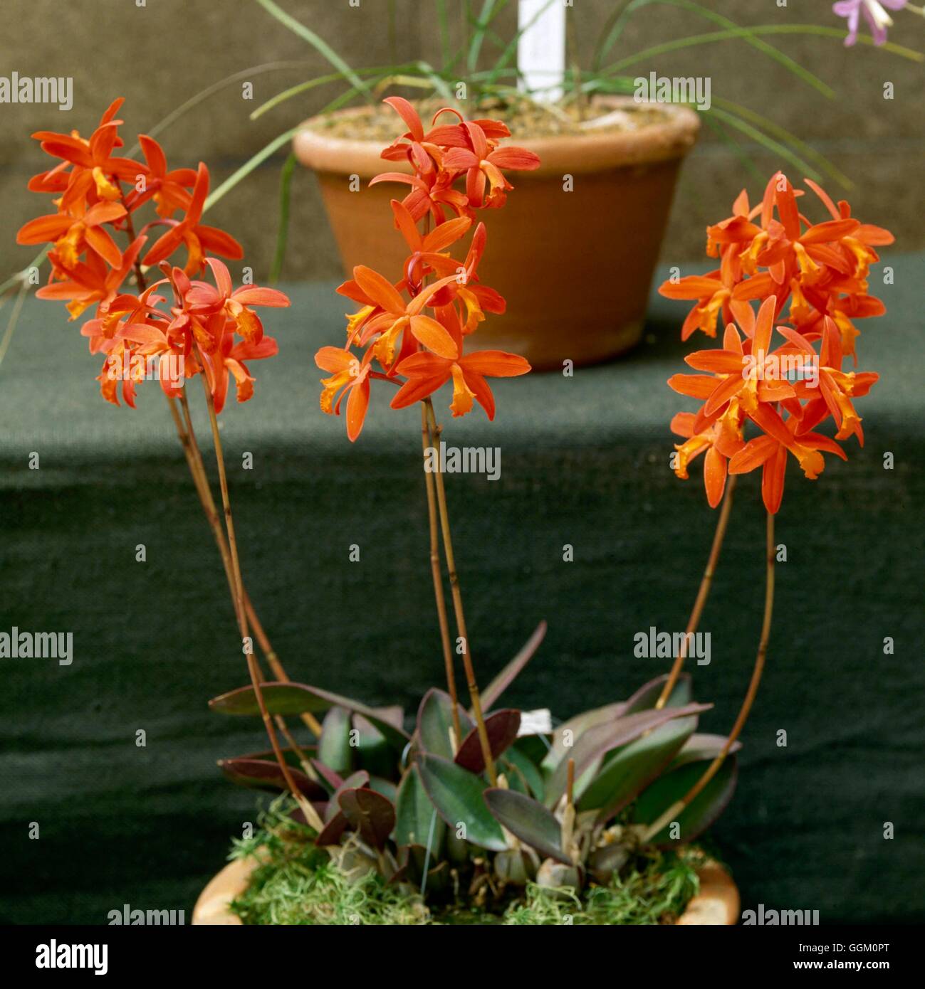 Laelia milleri - `Rosemary'   ORC009857 Stock Photo